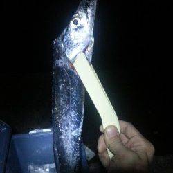 南芦屋浜　ウキ釣りでタチウオ