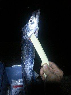 南芦屋浜　ウキ釣りでタチウオ