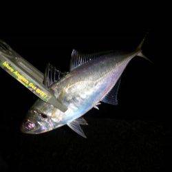 舞洲のアジングで出ましたナイスサイズ！ アジ27㎝(^-^)v