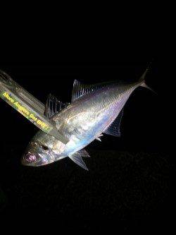 舞洲のアジングで出ましたナイスサイズ！ アジ27㎝(^-^)v