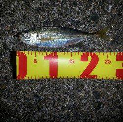 舞洲のアジングで出ましたナイスサイズ！ アジ27㎝(^-^)v