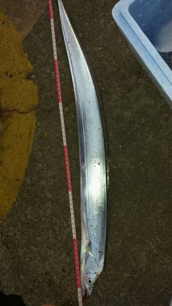 大阪南港にてウキ釣りでタチウオ