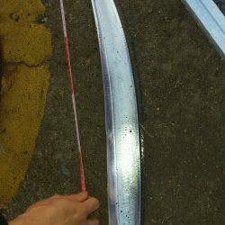 大阪南港にてウキ釣りでタチウオ