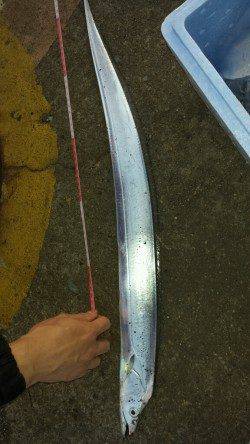 大阪南港にてウキ釣りでタチウオ