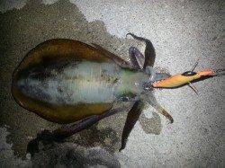 小島漁港にてエギング　沖向きで抱いてくれました( ´艸｀)