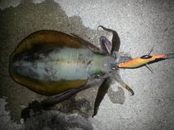 小島漁港にてエギング　沖向きで抱いてくれま…