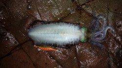 湯浅でエギング　600gのアオリイカ