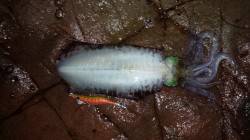 湯浅でエギング　600gのアオリイカ