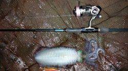 湯浅でエギング　600gのアオリイカ