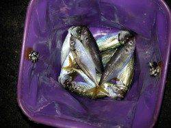 淀川河口でアジング　ジャンボサイズ狙いでしたが…