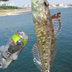 林崎漁港にてアジングタックルで五目釣り