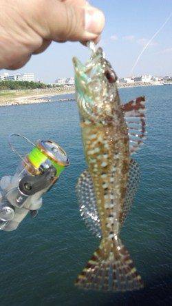 林崎漁港にてアジングタックルで五目釣り