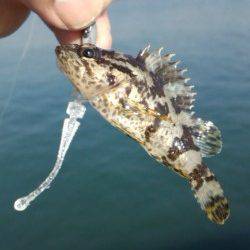 林崎漁港にてアジングタックルで五目釣り