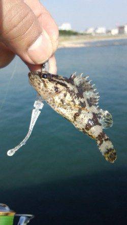 林崎漁港にてアジングタックルで五目釣り