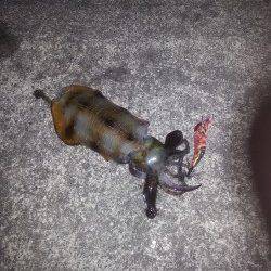 聖地串本遠征　ランガンして初串本アオリをGETヽ(￣▽￣)ノ