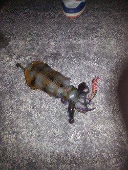 聖地串本遠征　ランガンして初串本アオリをGETヽ(￣▽￣)ノ