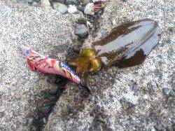 荒天の中デイエギング、船まわりをサイトして３杯(^_^)v