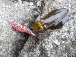 荒天の中デイエギング、船まわりをサイトして…