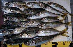 津居山港にてサビキ　サイズのいいアジで楽しめました