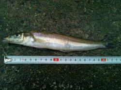 イイ当たりが連発！津居山で投げ釣り釣行