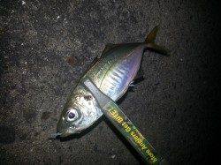 舞洲でのアジング釣果