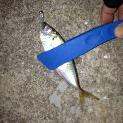 新浜漁港アジング釣行、日ごろのストレスを癒されに