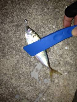 新浜漁港アジング釣行、日ごろのストレスを癒…