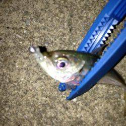 新浜漁港アジング釣行、日ごろのストレスを癒されに