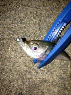 新浜漁港アジング釣行、日ごろのストレスを癒されに