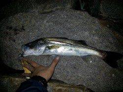 仕事帰りに高石漁港へ　スズキさん2匹ヾ(≧∇≦)