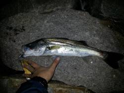 仕事帰りに高石漁港へ　スズキさん2匹ヾ(≧…