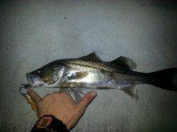 仕事帰りに高石漁港へ　スズキさん2匹ヾ(≧∇≦)