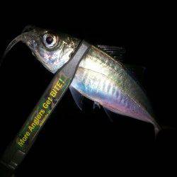 アジングはレギュラーサイズばかり(´д｀|||)