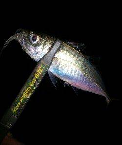 アジングはレギュラーサイズばかり(´д｀|||)