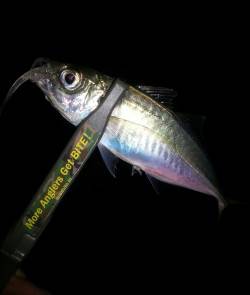 アジングはレギュラーサイズばかり(´д｀|…