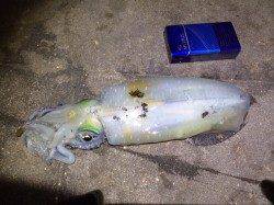 江井ヶ島　終盤のエギング釣行でアオリイカ450g