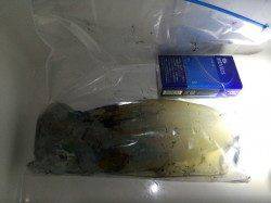 江井ヶ島　終盤のエギング釣行でアオリイカ450g