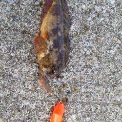 ブラクリ仕掛けで穴釣り、周りではアジが好調でした！