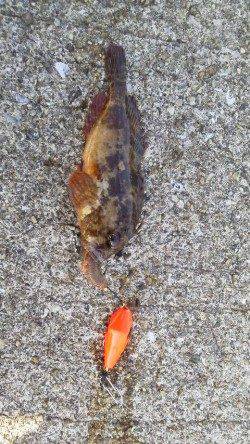 ブラクリ仕掛けで穴釣り、周りではアジが好調でした！