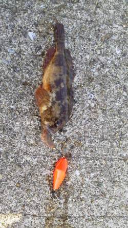 ブラクリ仕掛けで穴釣り、周りではアジが好調…