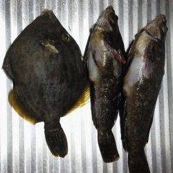 ブラクリ仕掛けで穴釣り、周りではアジが好調でした！