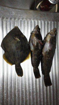 ブラクリ仕掛けで穴釣り、周りではアジが好調でした！