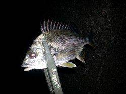 アジングはレギュラーサイズばかり(´д｀|||)