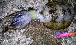 朝5時から新井崎でエギング、2杯釣れましたが後は続きませんでした;