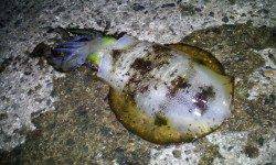 朝5時から新井崎でエギング、2杯釣れましたが後は続きませんでした;