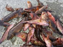 垂水一文字　穴釣りでガシラ＆アイナメの満足…