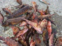 垂水一文字　穴釣りでガシラ＆アイナメの満足釣果！