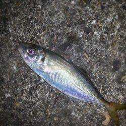 舞洲　満潮からの下げ潮狙いのアジング釣行