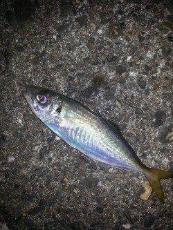 舞洲　満潮からの下げ潮狙いのアジング釣行