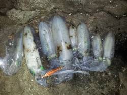 紀伊大島、エギングで800gまでのアオリ8…